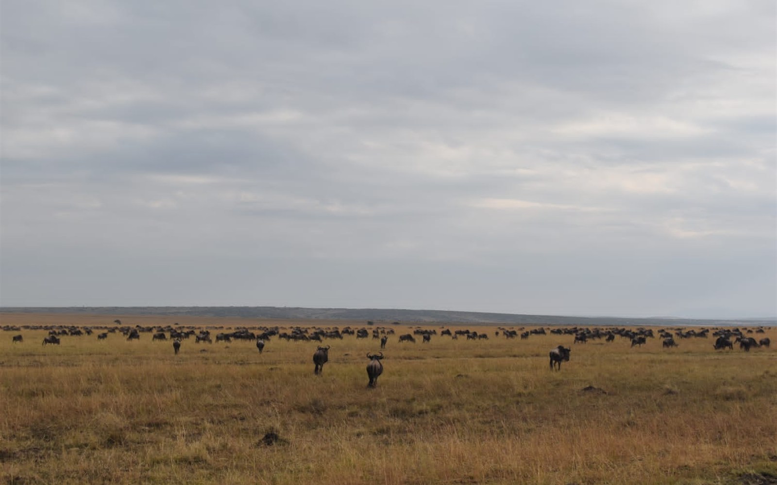Maasai Mara wildebeest migration