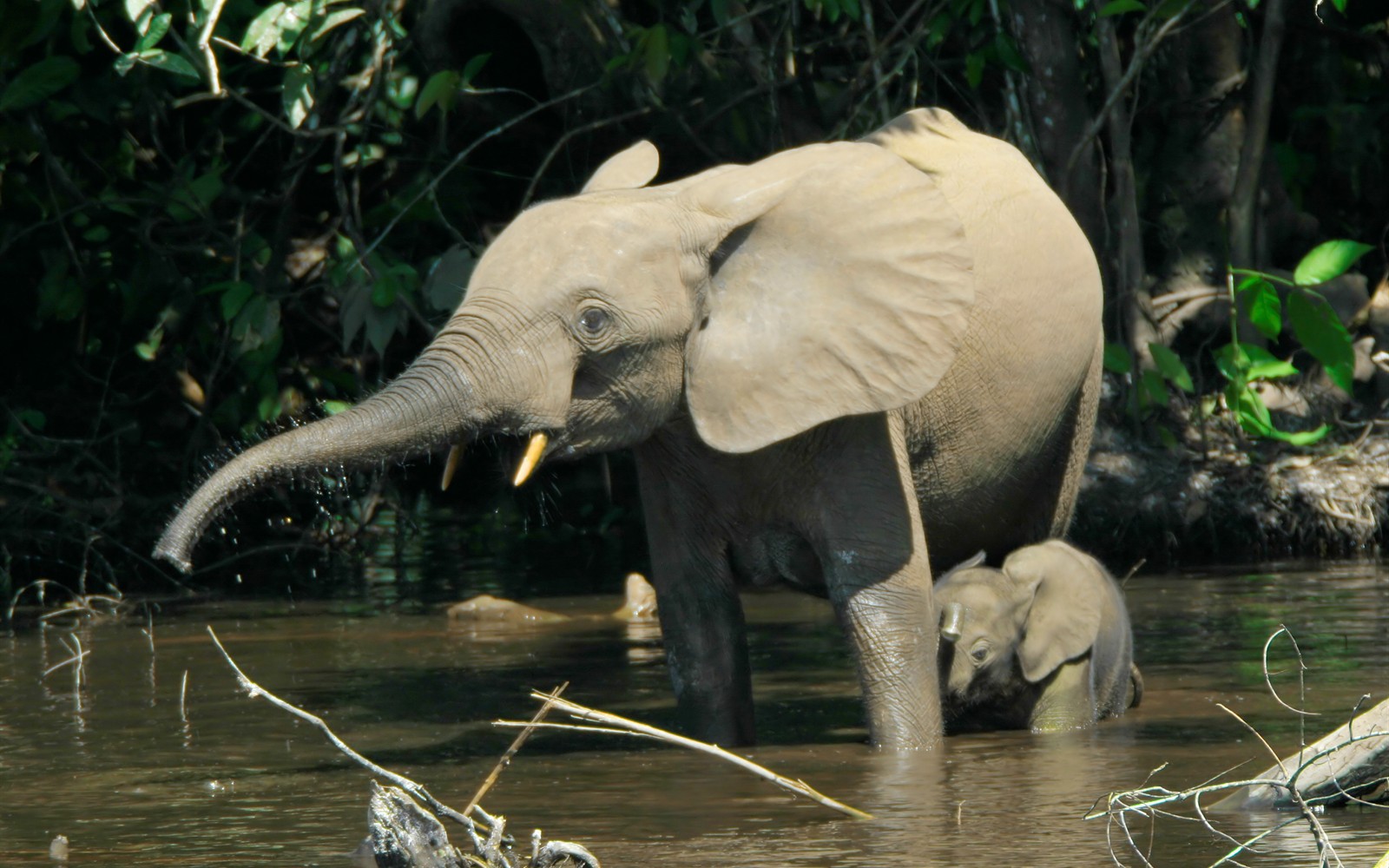 Family safari in Kenya