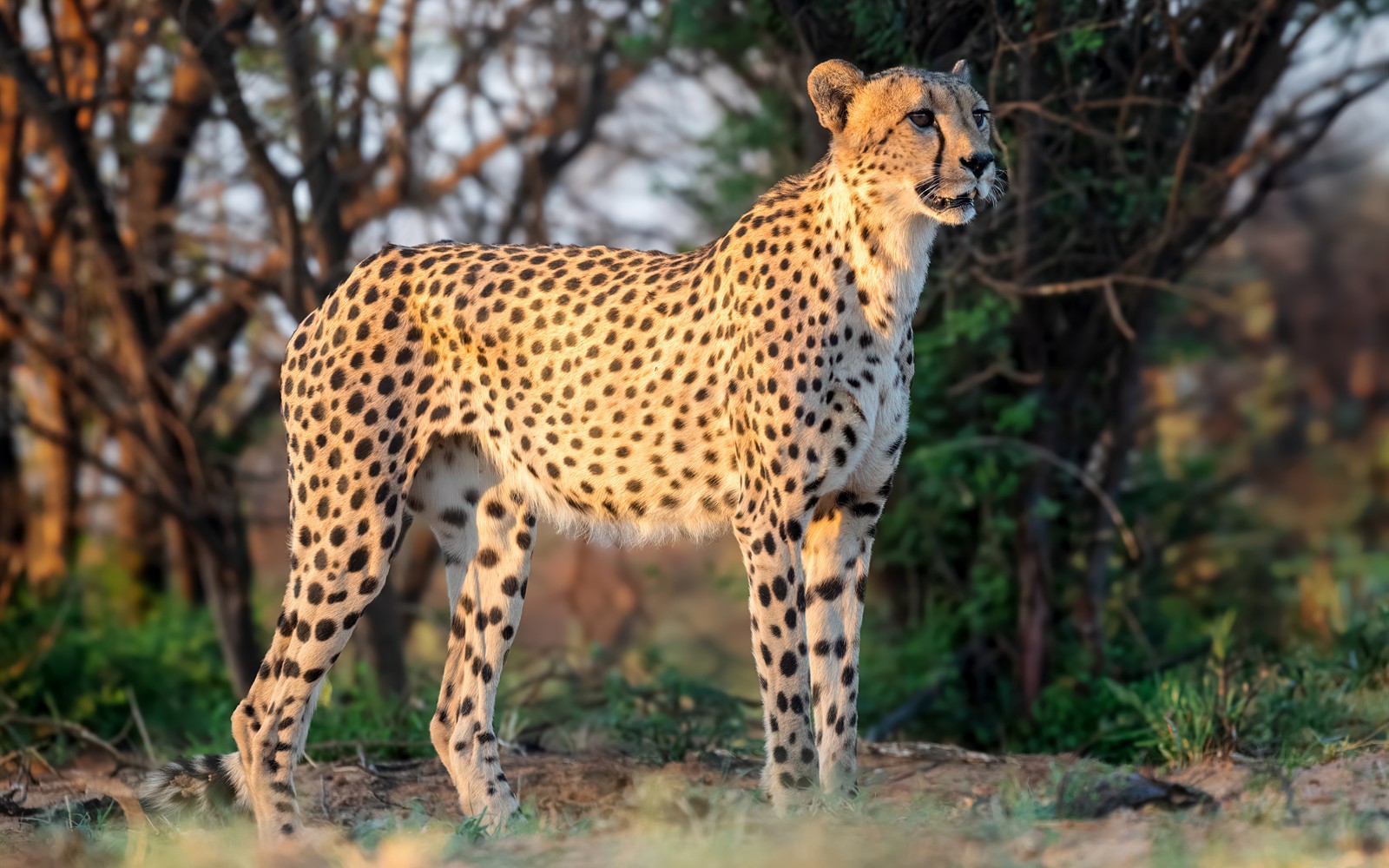 Private Conservancies and Deep Wilderness Access wildlife