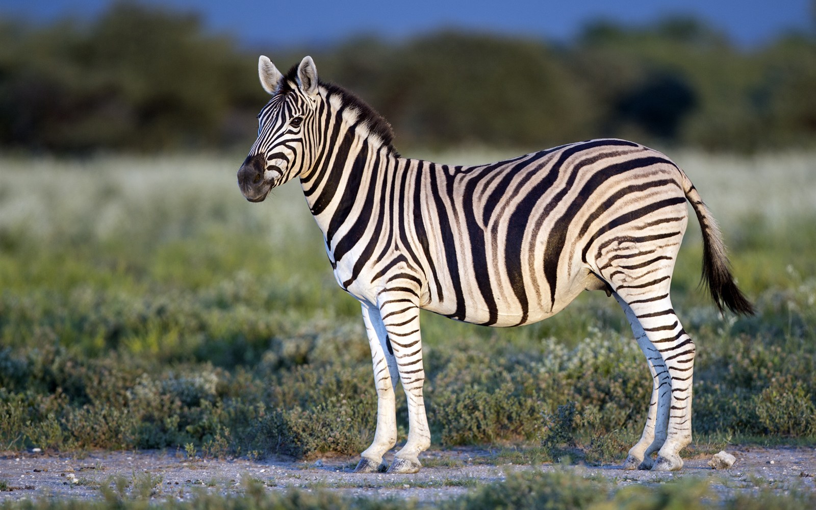 Family Safari in Laikipia landscape