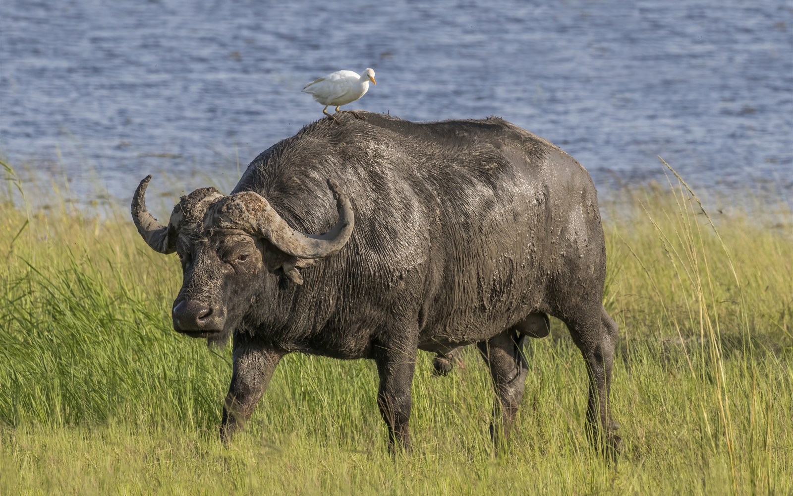 Laikipia conservancies