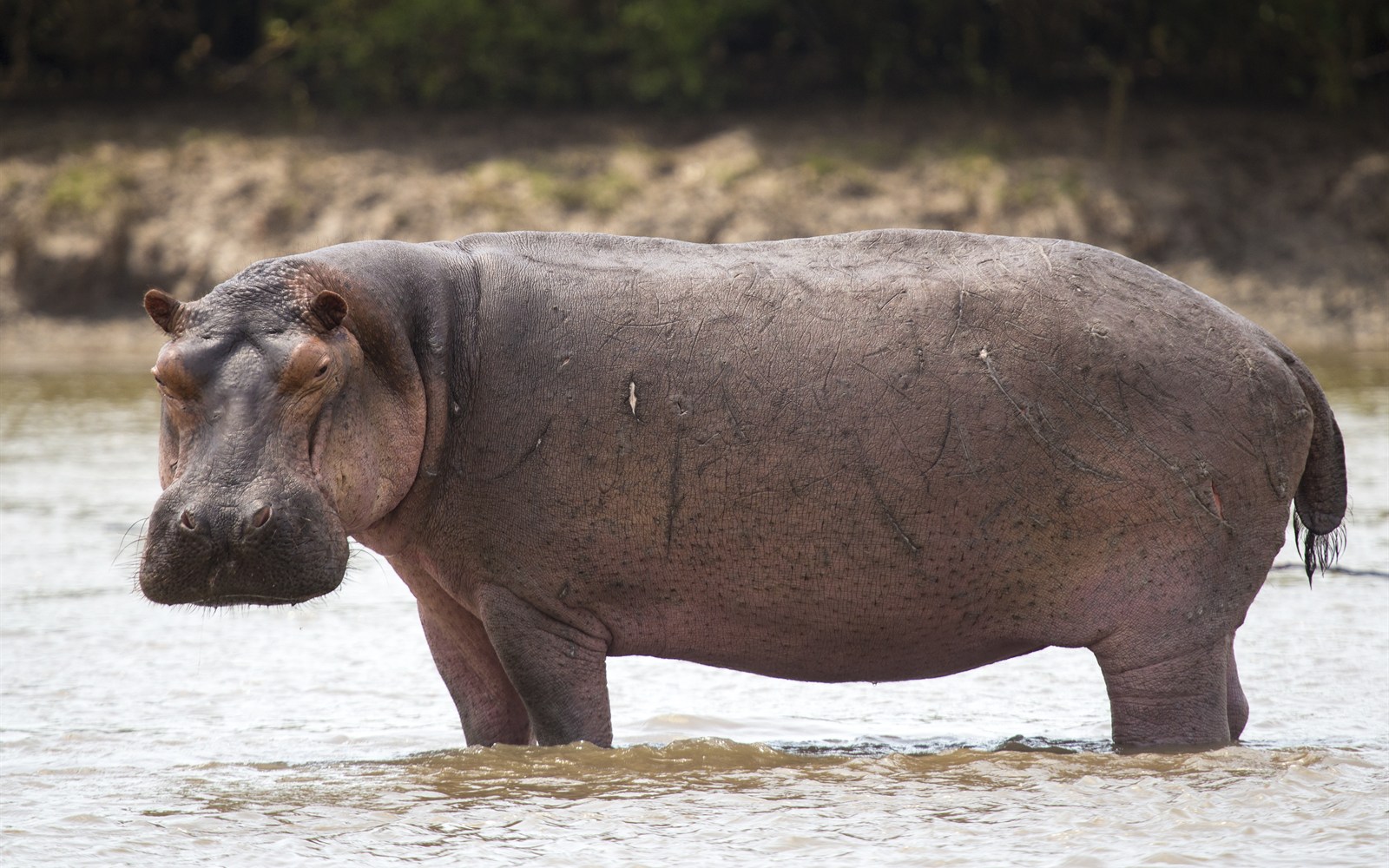 Hippo in an African river
